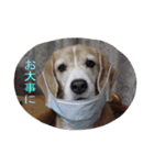 ビーグル犬 スタンプ（個別スタンプ：38）
