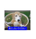 ビーグル犬 スタンプ（個別スタンプ：39）