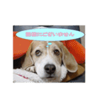 ビーグル犬 スタンプ（個別スタンプ：40）