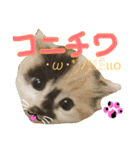 犬猫家族（個別スタンプ：1）