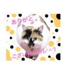 犬猫家族（個別スタンプ：2）