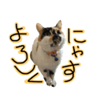 犬猫家族（個別スタンプ：3）