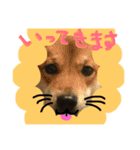 犬猫家族（個別スタンプ：4）