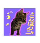 犬猫家族（個別スタンプ：5）