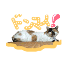 犬猫家族（個別スタンプ：6）