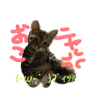 犬猫家族（個別スタンプ：8）