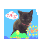 犬猫家族（個別スタンプ：9）