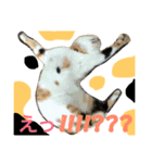 犬猫家族（個別スタンプ：10）