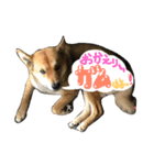 犬猫家族（個別スタンプ：11）