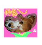 犬猫家族（個別スタンプ：12）