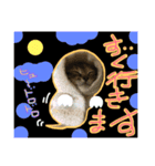 犬猫家族（個別スタンプ：13）