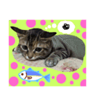 犬猫家族（個別スタンプ：16）