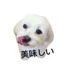 BallBall Life（個別スタンプ：2）