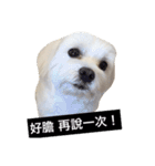 BallBall Life（個別スタンプ：3）
