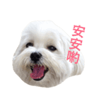 BallBall Life（個別スタンプ：19）