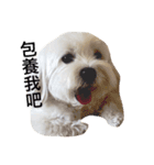 BallBall Life（個別スタンプ：22）