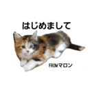 マロンの呟き（個別スタンプ：1）