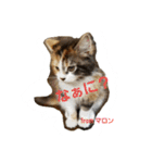 マロンの呟き（個別スタンプ：3）