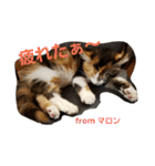 マロンの呟き（個別スタンプ：6）