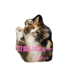 マロンの呟き（個別スタンプ：7）