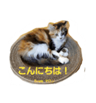 マロンの呟き（個別スタンプ：12）