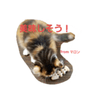 マロンの呟き（個別スタンプ：13）
