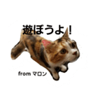 マロンの呟き（個別スタンプ：14）