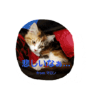 マロンの呟き（個別スタンプ：16）