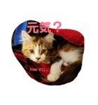 マロンの呟き（個別スタンプ：18）