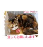 マロンの呟き（個別スタンプ：27）