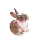 うさちゃんといっしょ（個別スタンプ：1）