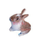 うさちゃんといっしょ（個別スタンプ：4）