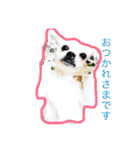 チワブルくまちゃん。（個別スタンプ：1）