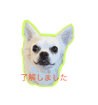 チワブルくまちゃん。（個別スタンプ：9）