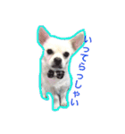 チワブルくまちゃん。（個別スタンプ：14）