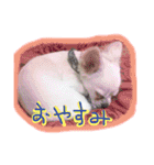 チワブルくまちゃん。（個別スタンプ：15）