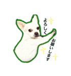 チワブルくまちゃん。（個別スタンプ：16）