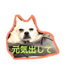 チワブルくまちゃん。（個別スタンプ：20）
