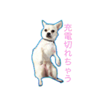 チワブルくまちゃん。（個別スタンプ：23）