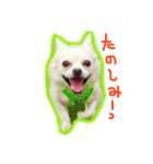 チワブルくまちゃん。（個別スタンプ：26）