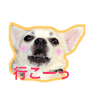 チワブルくまちゃん。（個別スタンプ：30）