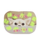 チワブルくまちゃん。（個別スタンプ：32）