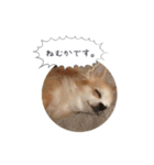 愛犬 こむぎちゃん（個別スタンプ：1）
