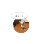 愛犬 こむぎちゃん（個別スタンプ：2）