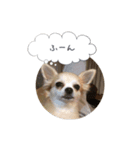 愛犬 こむぎちゃん（個別スタンプ：3）