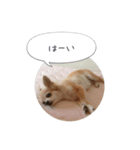 愛犬 こむぎちゃん（個別スタンプ：4）