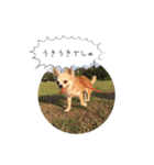 愛犬 こむぎちゃん（個別スタンプ：5）