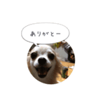 愛犬 こむぎちゃん（個別スタンプ：6）