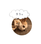 愛犬 こむぎちゃん（個別スタンプ：7）