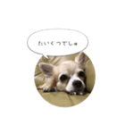 愛犬 こむぎちゃん（個別スタンプ：8）